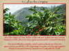 Mother Earth Restoration Coffee Beans - Na'vi Organics Ltd