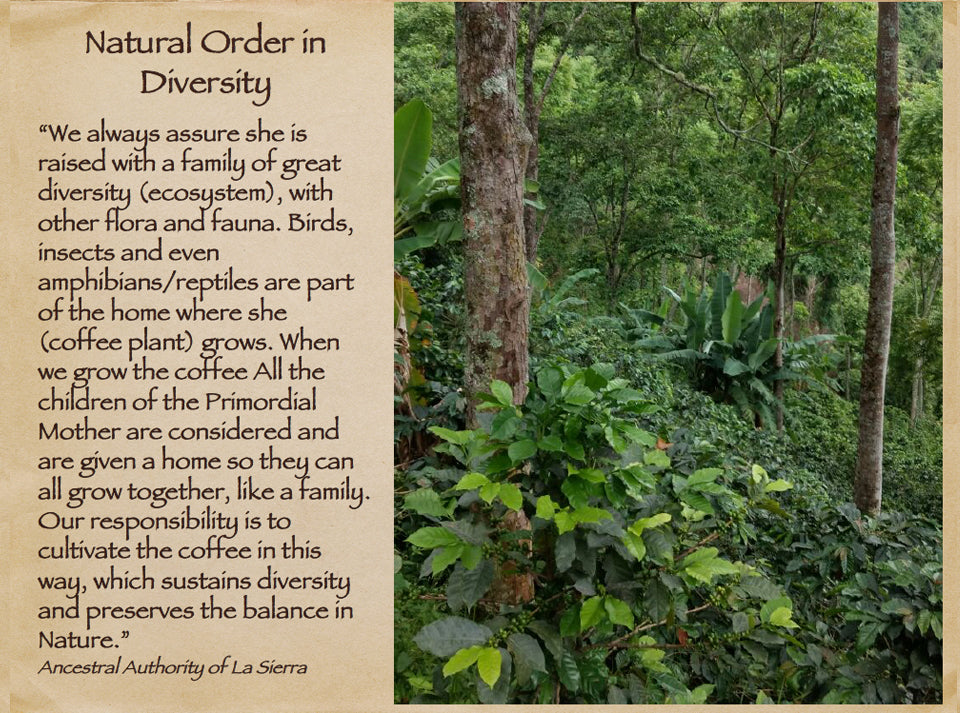 Mother Earth Restoration Coffee Beans - Na'vi Organics Ltd
