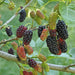 Organic Mulberry Fruits Navi Organics