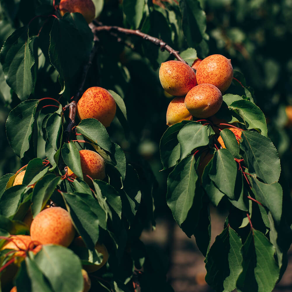 Wild Apricots from the Mountains