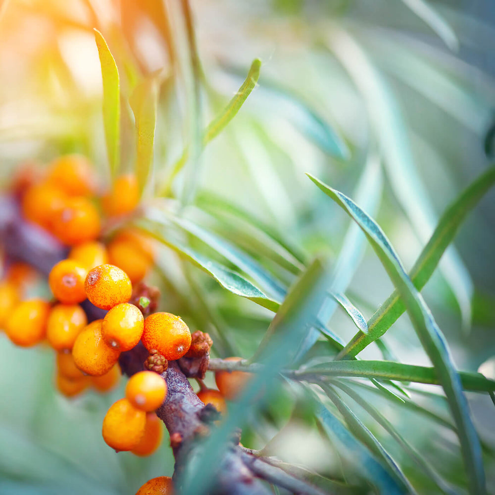 Seabuckthorn Shoots