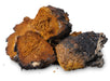 Full Spectrum Chaga Mushroom (Dual Extraction) Extract Powder - Wild Harvested - Na'vi Organics Ltd
